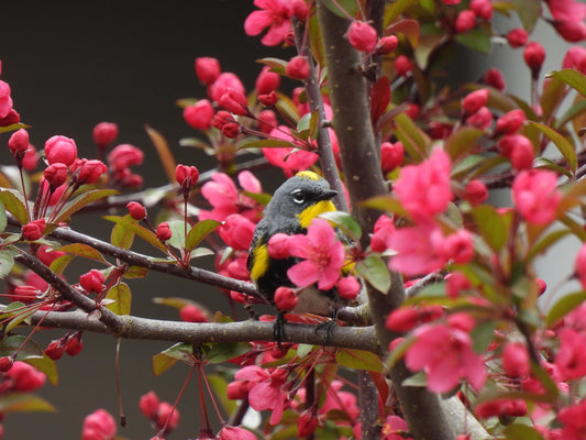 "Bright pink flowers and Yellow-Rumped Warbler"