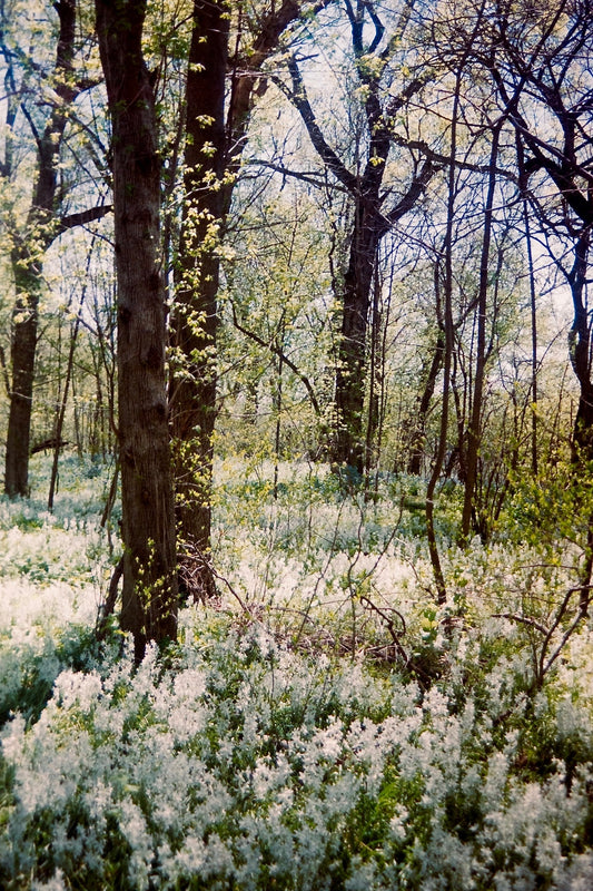 "Woodland Hyacinths"