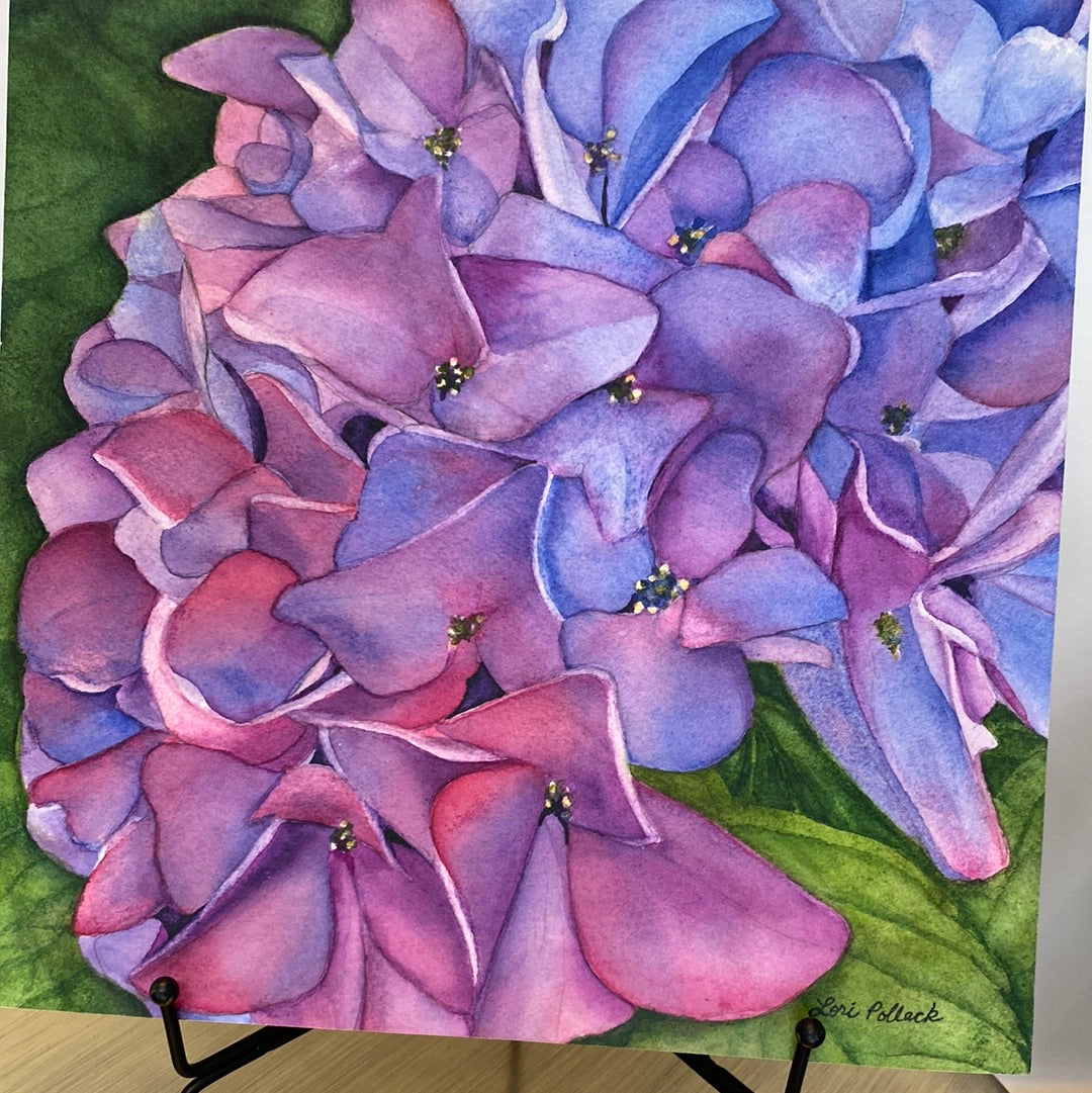 Hydrangea