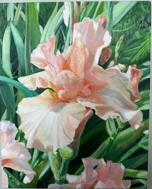 "Spring's Pink Iris"