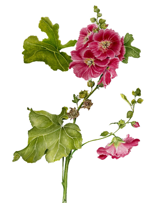 "Hollyhock Spray"